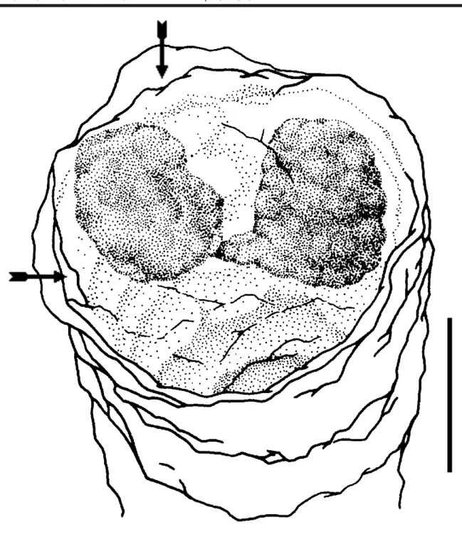 Figure 3. Stephanoscyphistoma periderm tube of Nausithoe aurea, distal end with operculum partially opened (arrows) (6 planuloids had already escaped through the aperture), and with remaining planuloids still becoming distinct (buried polyp, experiment ser