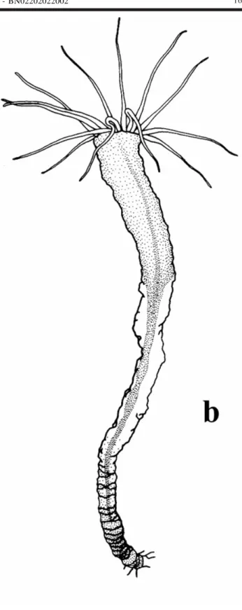 Figure 4. Stephanoscyphistoma of Nausithoe aurea undergoing initial strobilation or segmentation after expulsion of particles, accidental removal of operculum, total regeneration, transverse fission, and alternative segmentation inside the periderm tube cl