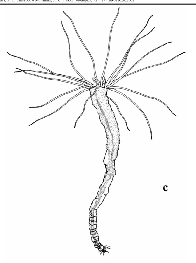 Figure 4. Stephanoscyphistoma of Nausithoe aurea undergoing initial strobilation or segmentation after expulsion of particles, accidental removal of operculum, total regeneration, transverse fission, and alternative segmentation inside the periderm tube cl