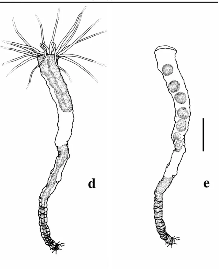 Figure 4. Stephanoscyphistoma of Nausithoe aurea undergoing initial strobilation or segmentation after expulsion of particles, accidental removal of operculum, total regeneration, transverse fission, and alternative segmentation inside the periderm tube cl
