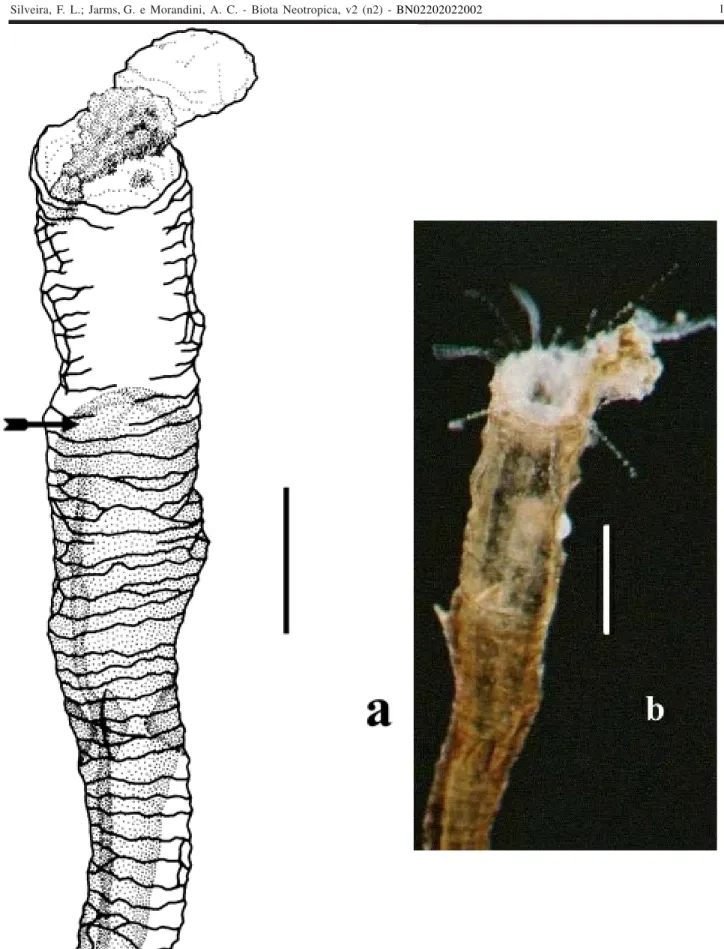 Figure 5. Stephanoscyphistoma of Nausithoe aurea opening the operculum after segmentation and ingesting residual tissues following regeneration of the oral disc (buried polyp, experiment series)