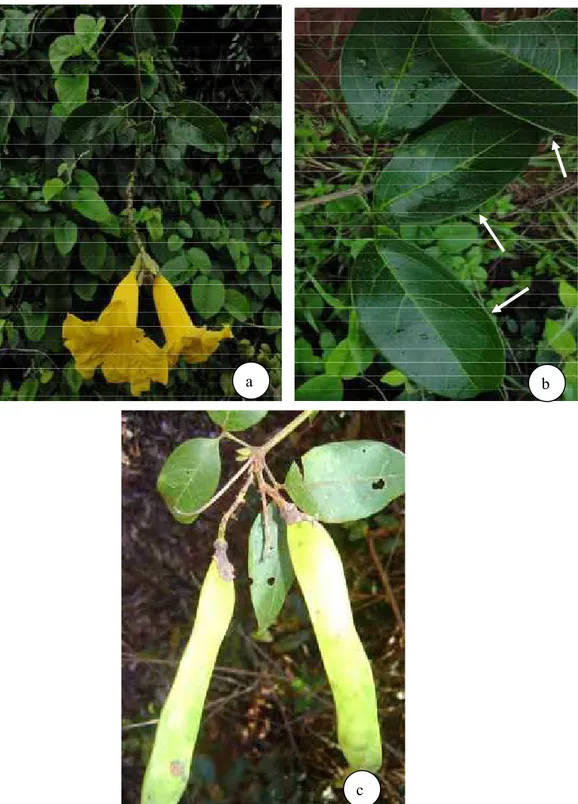 Figura 5: a-b. Adenocalymma marginatum. a. Ramo com flores. b. Ramo com folíolos,  detalhe para a margem cartilaginosa