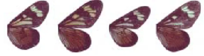 Figure 18. Variation in wing color and markings in male A. carycina from a single sib group.