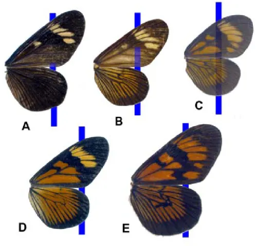Figure 1. Vertical blue lines help to show the degree of wing transparency. (A) A. zikani; (B) A