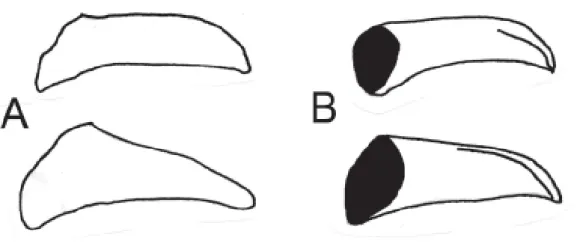 Figure 3. Fore- and hindwngs; dorsal surface. (A) A. mamita, the arrow indicates the comma-shaped mark; (B) A