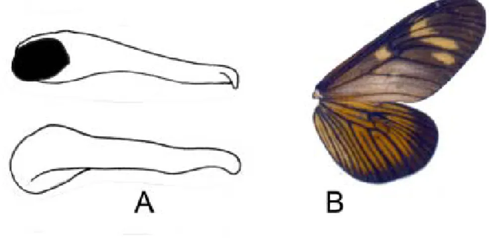 Figure 5. Dorsal (top) and ventral (bottom) views of the valva.  (A) A. discrepans; (B) A
