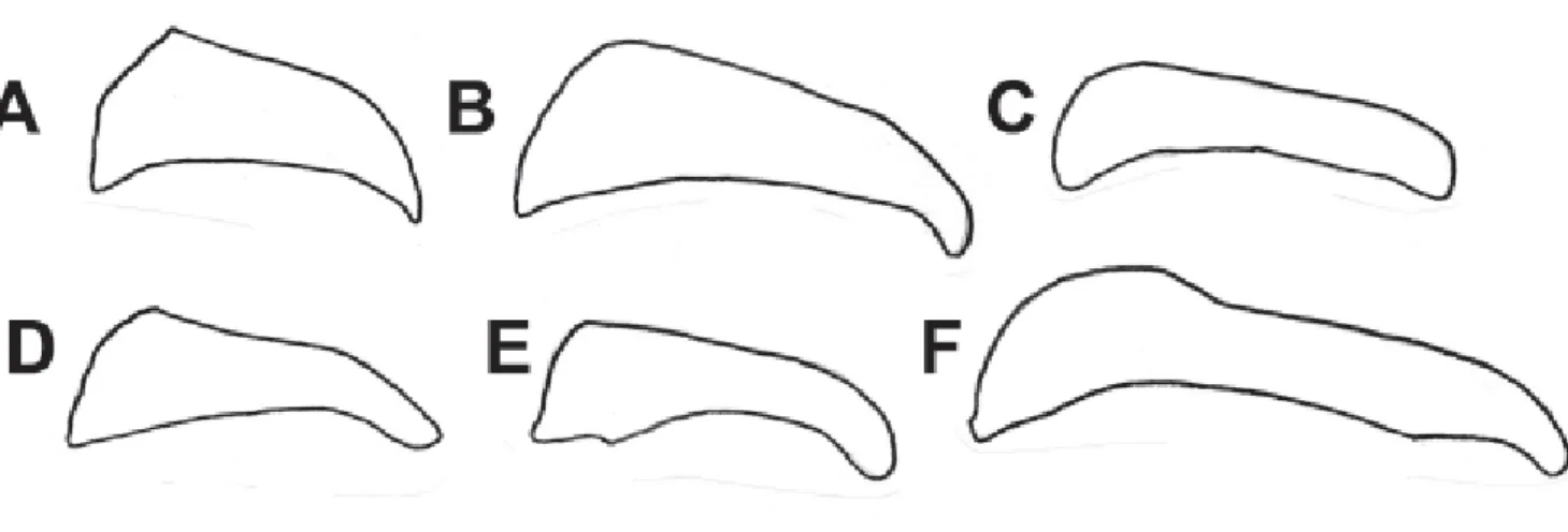 Figure 8. Ventral view of the valva.  (A) A. surima; (B) A. catarina; (C) A. alalia; (D) A