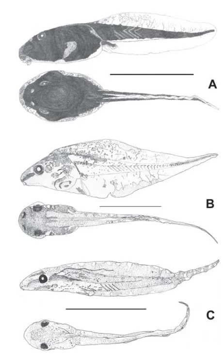Figure 1. Tadpoles' lateral and dorsal view of: A) Bufo schneideri, B) Dendropsophus minutus, and C) D
