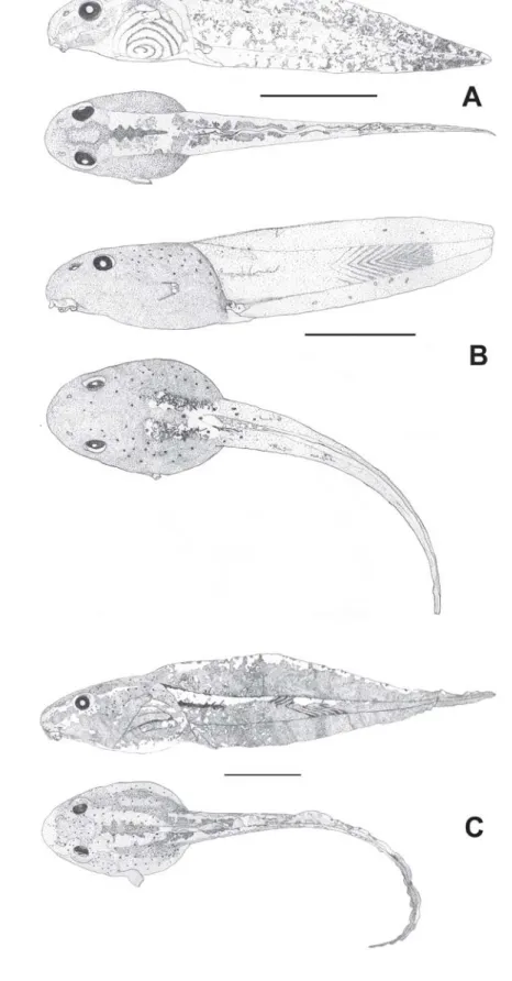 Figure 2. Tadpoles' lateral and dorsal view of: A) Hypsiboas albopunctatus, B) H. lundii, and C) H