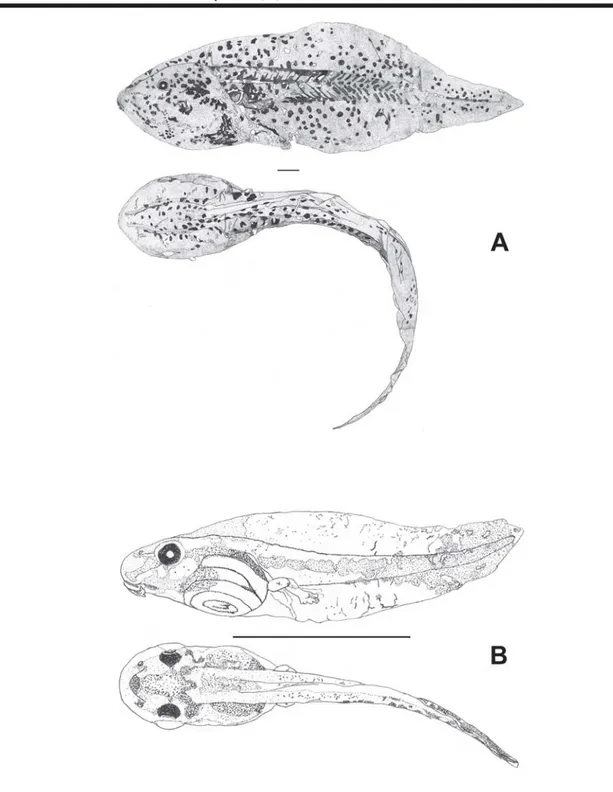 Figure 3. Tadpoles' lateral and dorsal view of: A) Pseudis paradoxa and B) Scinax fuscomarginatus