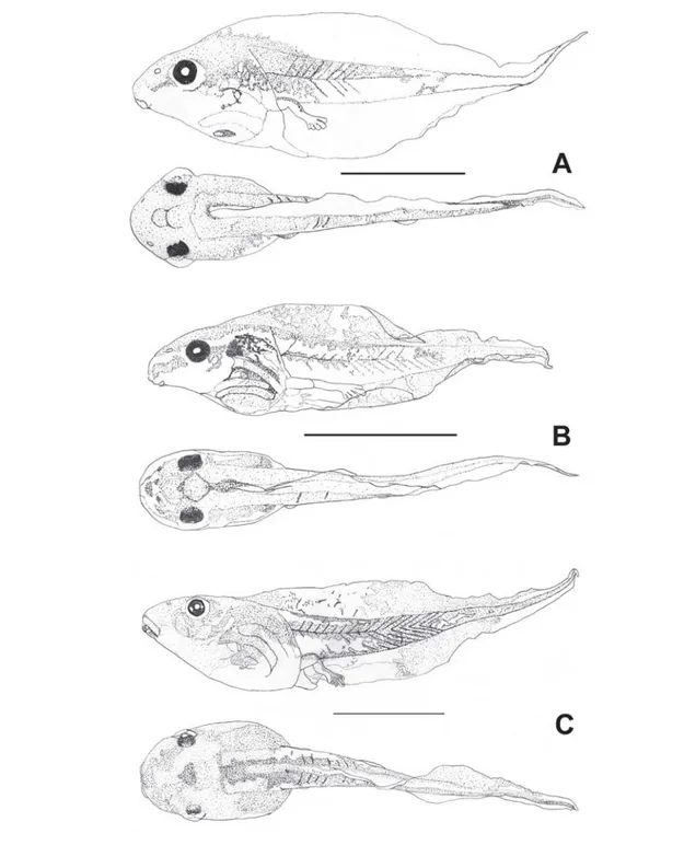 Figure 4. Tadpoles' lateral and dorsal view of: A) Scinax fuscovarius, B) S. similis, and C) Trachycephalus venulosus