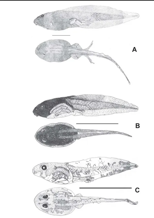 Figure 6. Tadpoles' lateral and dorsal view of: A) Leptodactylus ocellatus, B) L. podicipinus, and C) Physalaemus centralis