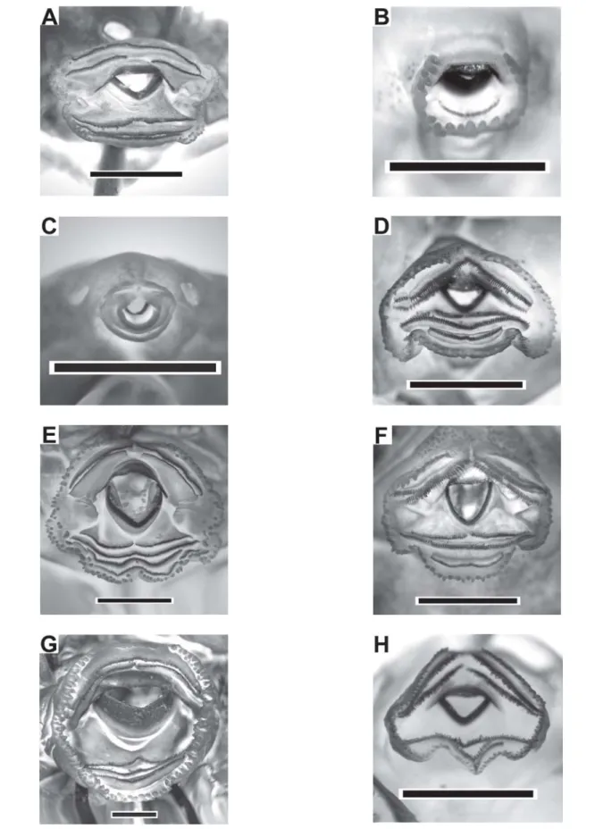 Figure 9. Tadpoles' oral apparatus of: A) Bufo schneideri, B) Dendropsophus minutus, C) D