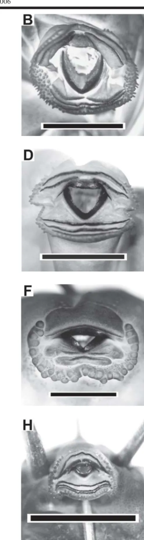 Figure 10. Tadpoles' oral apparatus of: A) S. fuscovarius, B) S. similis, C) Trachycephalus venulosus, D) Eupemphix nattereri, E) Leptodactylus fuscus, F) L