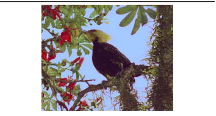 Figure 4 - A blond-crested woodpecker female (Celeus flavescens) about to take nectar from a flower of Spirotheca passifloroides