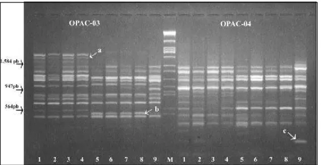 Figura 1. Análise de RAPD com os “primers” OPAC-03 e OPAC-04 de nove populações de  Heterodera glycines.