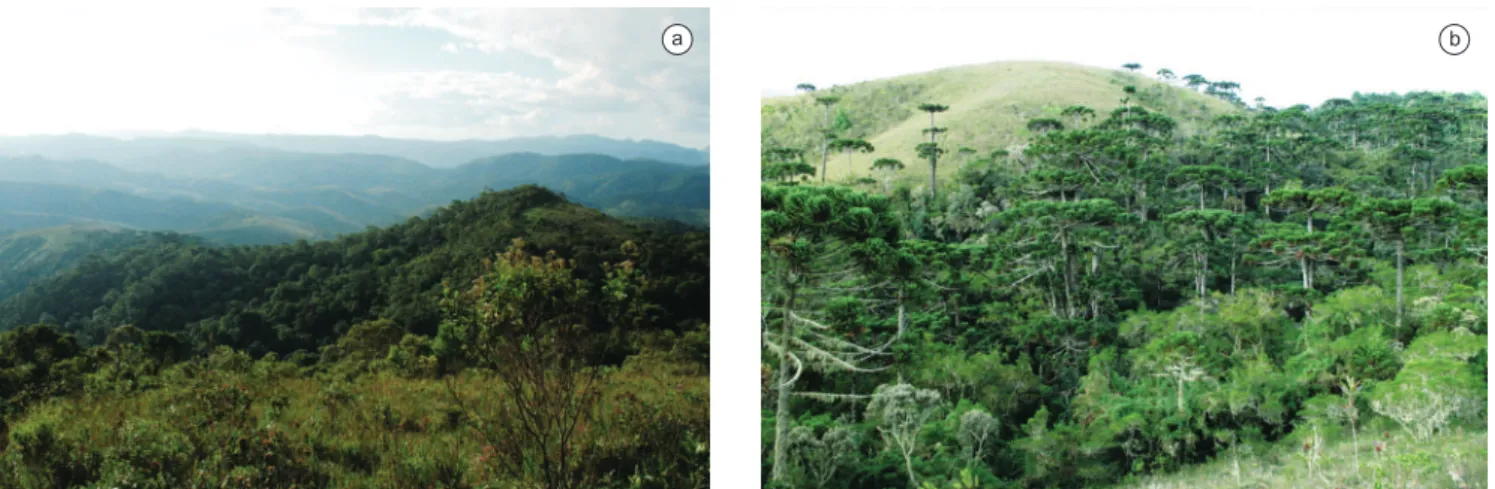 Figure 2. Vegetational formations present in the Campos do Jordão State Park, São Paulo State