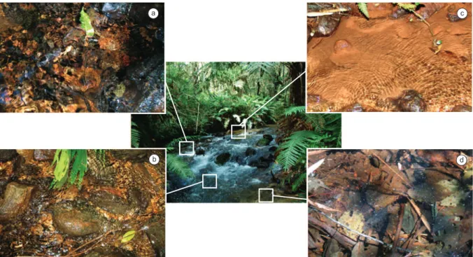 Figure 4. River section showing the localization and structure of the mesohabitats. a) leaf packs in riffles; b) stones in riffles; c) sand in pools and d) leaf packs  in pools.