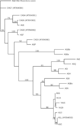 Figure 2 Single-most parsimonious tree generated from a branch- branch-swapping algorithm in  PAUP  obtained with 25 aligned CITS-rDNA  sequences illustrating the phylogenetic relationship of three isolates  from yacon (YA18, YA29, YA 65) and 21 binucleate