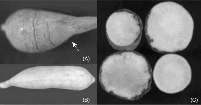 Figure 3 (A) Lesion caused by binucleate isolate of Rhizoctonia in yacon (indicated by arrow); (B) healthy tuber; and (C) healthy (below right) and  rotting (upper right) tubers of yacon.