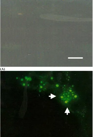 Fig. 2: Comparison of BoHV-5 growth characteristics in  MDBK, CER and CRIB cell using the OPTI-PRO  medium (A), RPMI-1640 medium (B) and VP-SFM  medium (C)