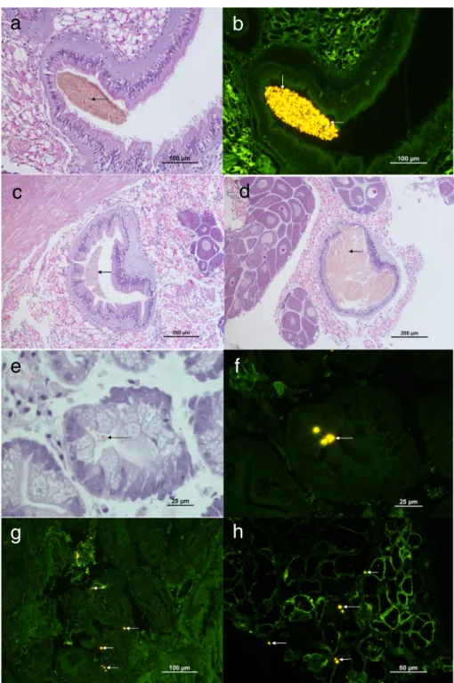 Fig. 1. Microplastics found inCorbicula ﬂumineaexposed to microplastics (indicated by arrows or in yellow); a - gut cavity of one animal exposed to 0.7 mg/l of microplastics (hematoxylin- (hematoxylin-eosin); b - same as a (ﬂuorescence); c - gut cavity of 