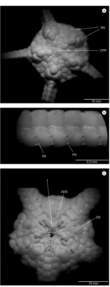 Figure 11. Stegophiura wilhelmi sp. nov. a) aboral view: CPP- central primary  plate; RS- radial shields; b) arm: SS- secundary spine; PS- primary spine; and  c) oral view: OS- oral shield; ADS- adoral shield; J- jaw