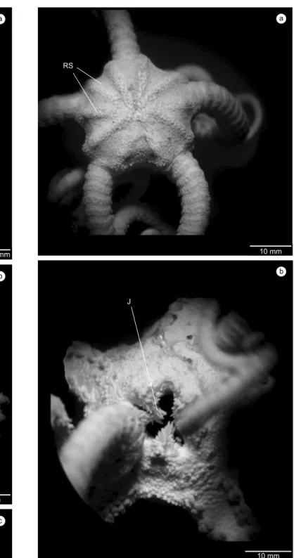 Figure  2.  Astrotoma  agassizii  Lyman.  a)  aboral  view:  RS-  radial  shields; 