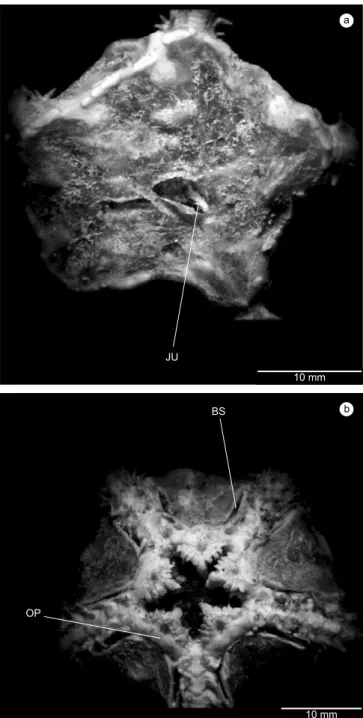 Figure 6. Ophiacantha sp. a) aboral view; and b) oral view. OS- oral shield; 