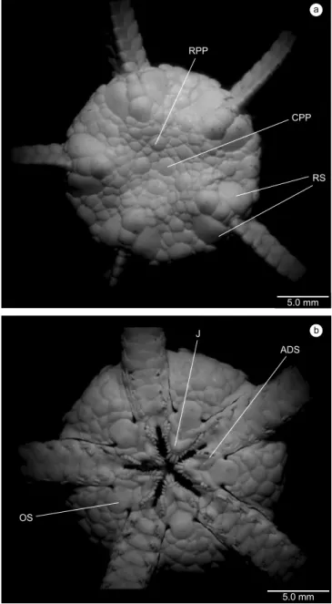 Figure 9. Ophiura (Ophiuroglypha) lymani Ljungman. a) aboral view: CPP-  central primary plate; RPP- radial primary plate; RS- radial shields; and b) oral  view: OS- oral shield; ADS – adoral shield; J- jaw