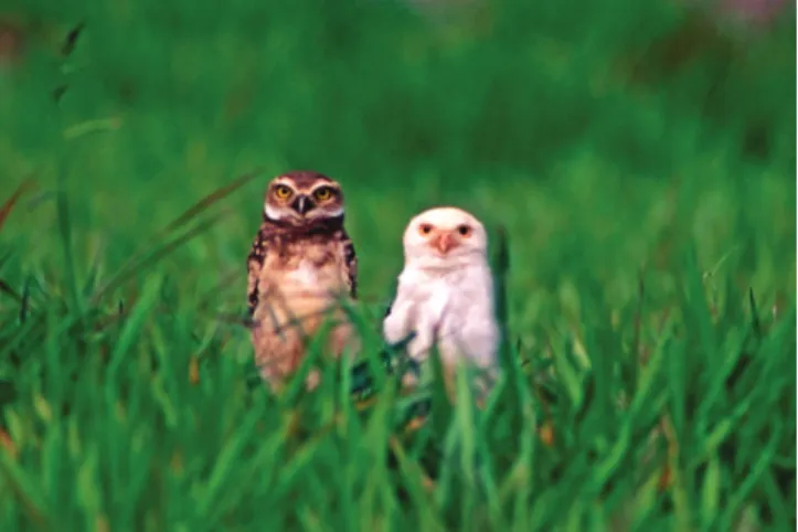 Figure  3. Leucistic Burrowing Owl besides its normally pigmented mate. 