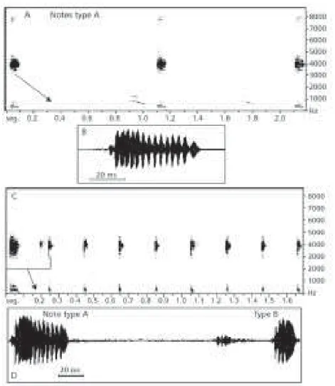 Fig. 1 — Advertisement call of Hyla nana. Sonogram (A) oscillogram (B) of the first note in beginning vocalization (18:35 h), with type A notes only