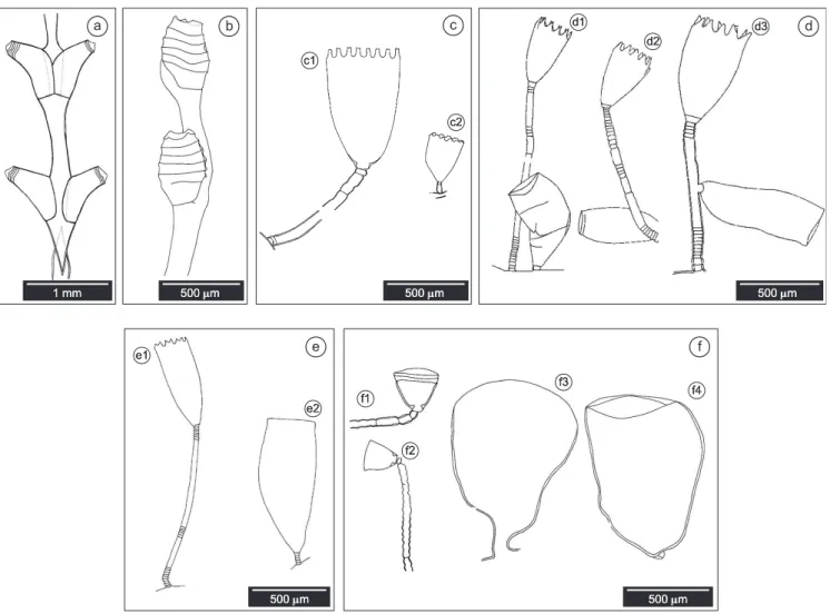 Figure 3. a) Dynamena dalmasi (Versluys, 1899): colony bearing hydrocaulus, internodes and hydrothecae