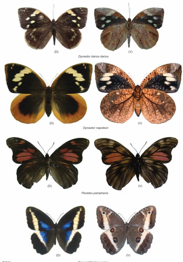 Figure 10. Satyrinae (Brassolini) of the Subtropical Atlantic Forest and Araucaria Moist Forest regions of Rio Grande do Sul.