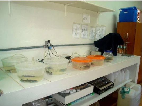 Figura 2. Acomodação dos siris coletados no laboratório de Carcinologia do  Centro                    de Estrudos Ambientais (CEA)/ UNESP