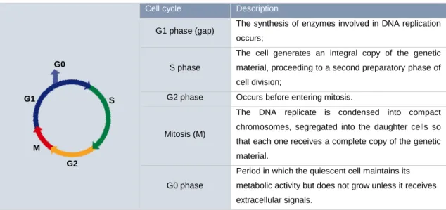 Figure  2  Role  of  cyclins  and  cyclin-dependent  kinases  (CDKs)  in  cell  cycle  regulation:  The  cell  cycle  is  divided into G1, S (DNA synthesis), G2 and M (mitosis) phases