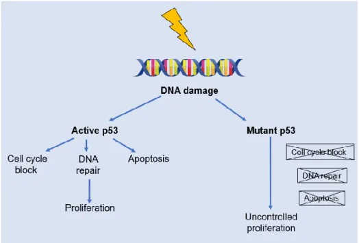 Figure 3 p53 Injury recognition process: under normal conditions the protein expressed by the p53 gene is  responsible for the temporary stopping of the G1 cell cycle for DNA repair or, if not possible, programmed  cell death (apoptosis)