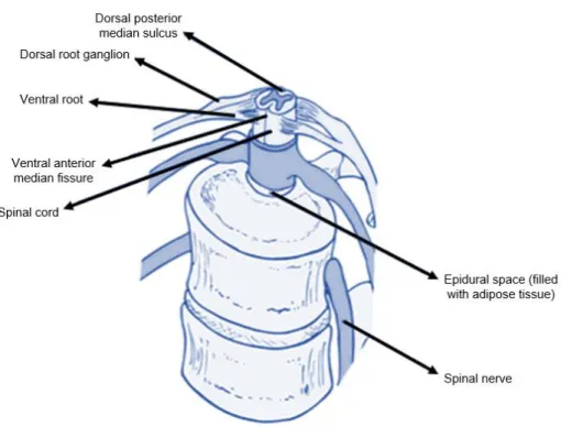 Figure 9 Constituents of the spinal cord. Adapted from [36]. 