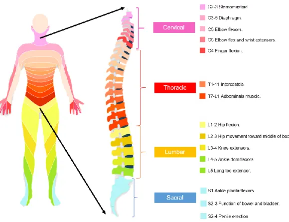 Figure 11 Spinal cord: segments and their function. Adapted from [36]. 