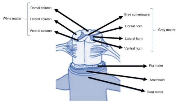 Figure 12 Cross section of the spinal cord Adapted from [36]. 