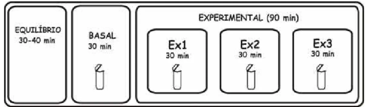Figura 1: Protocolo Experimental 