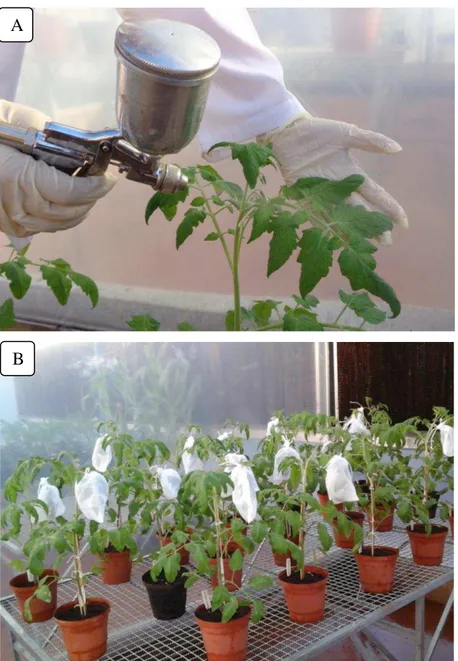 Fig.  1.  Detalhes  do  bioensaio  em  casa  de  vegetação.  A  –  Momento  de  pulverização  de  folíolos de tomateiro com os tratamentos; B  – Condução do bioensaio