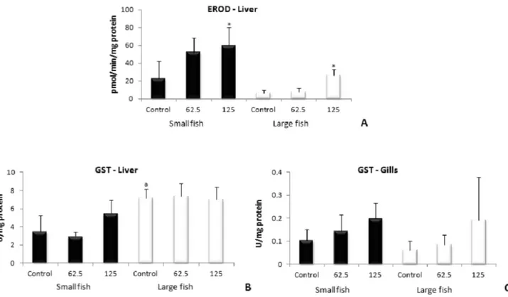 Figure 1 - Activity of biotransformation enzymes EROD in liver (A) and GST in liver (B) and gills (C) of small and large O