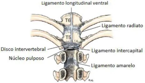 Figura 2 Ligamentos da coluna vertebral e costelas, aspeto ventral. Adaptado de Evans e De Lahunta (2012)  