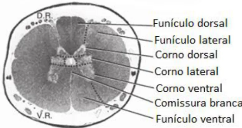 Figura 3 Características morfológicas da medula espinhal representadas  em corte transversal