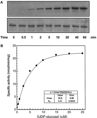 Fig. 1. Kinetics of GNND306. (A) Time course of glycogenin self- self-glucosylation reaction