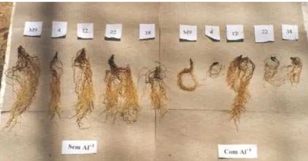 Figura 2. Desenvolvimento do sistema radicular do porta-enxerto de macieira cultivar M.9 e quatro somaclones em substrato sem Al e com alumínio