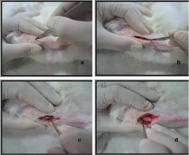 FIGURA 6 -  Procedimento cirúrgico nas tíbias dos coelhos: incisão na face  medial da tíbia (a) e (b); divulsão do plano muscular (c); 