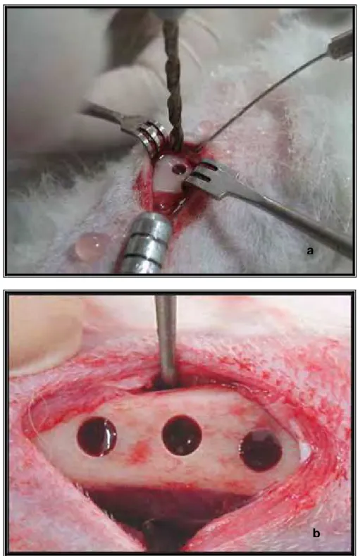 FIGURA 7 -  Procedimento cirúrgico: perfuração da tíbia (a); lojas ósseas  preparadas para a colocação dos implantes (b).