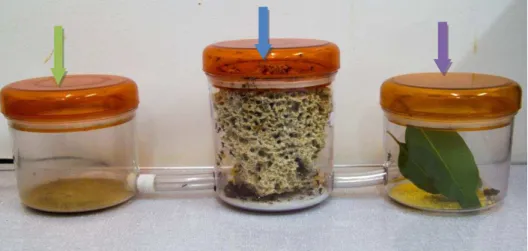 Figura  3  –  Modelo  das  colônias  completas  utilizadas  nos  ensaios  (seta  verde  =  câmara  de  descarte;  seta  azul  =  câmara  contendo  o  jardim  de  fungo;  seta  roxa  =  câmara  de  forrageamento)